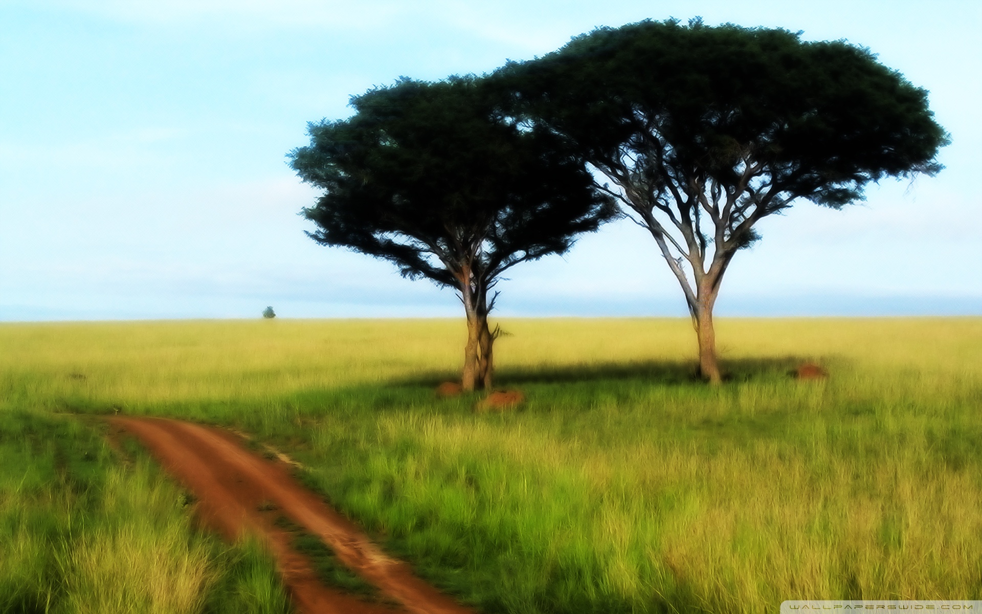 trees in savanna