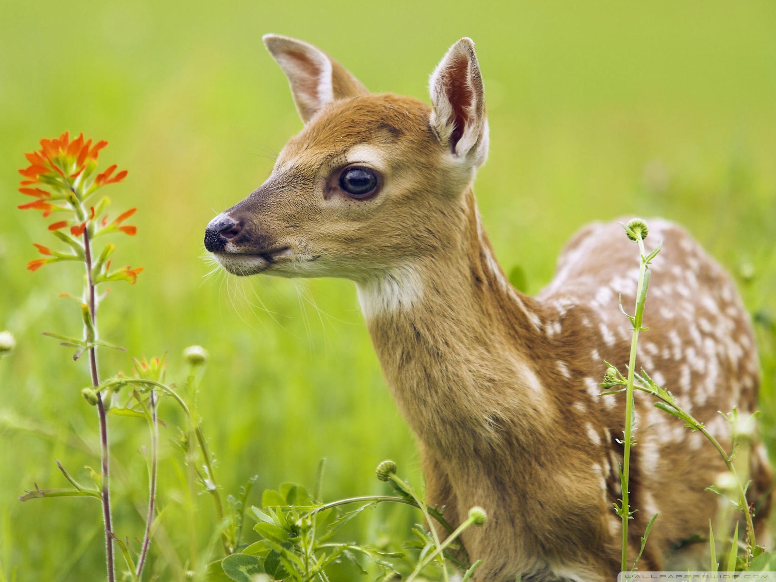Scared Baby Deer Ultra HD Desktop Background Wallpaper for 4K UHD TV : Tablet : Smartphone Scared Baby Deer Ultra HD Desktop Background Wallpaper for 4K UHD TV : Tablet : Smartphone
