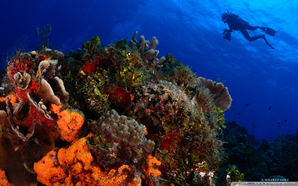 scuba diving wallpaper. Scuba Diving desktop wallpaper