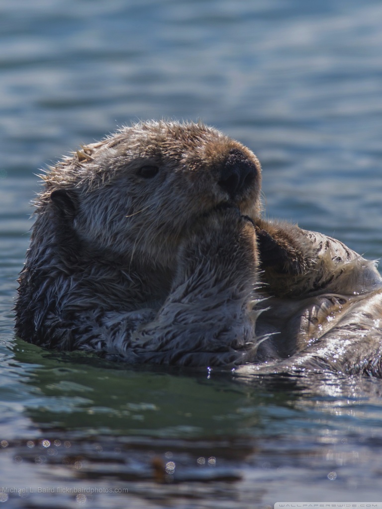 Sea Otter Eating Ultra HD Desktop
