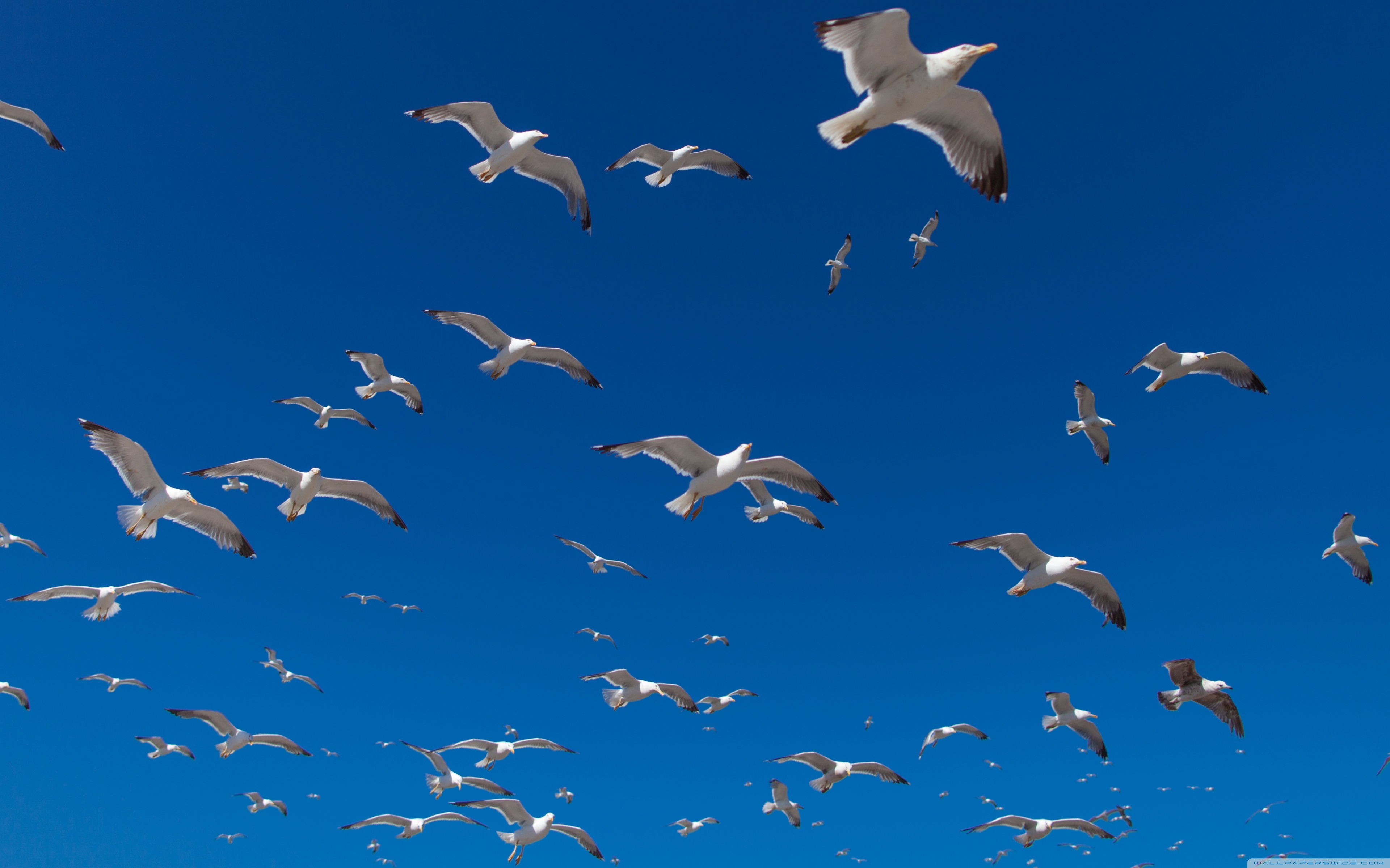 Seagulls Ultra Hd Desktop Background Wallpaper For 4k Uhd Tv Widescreen Ultrawide Desktop Laptop Multi Display Dual Monitor Tablet Smartphone