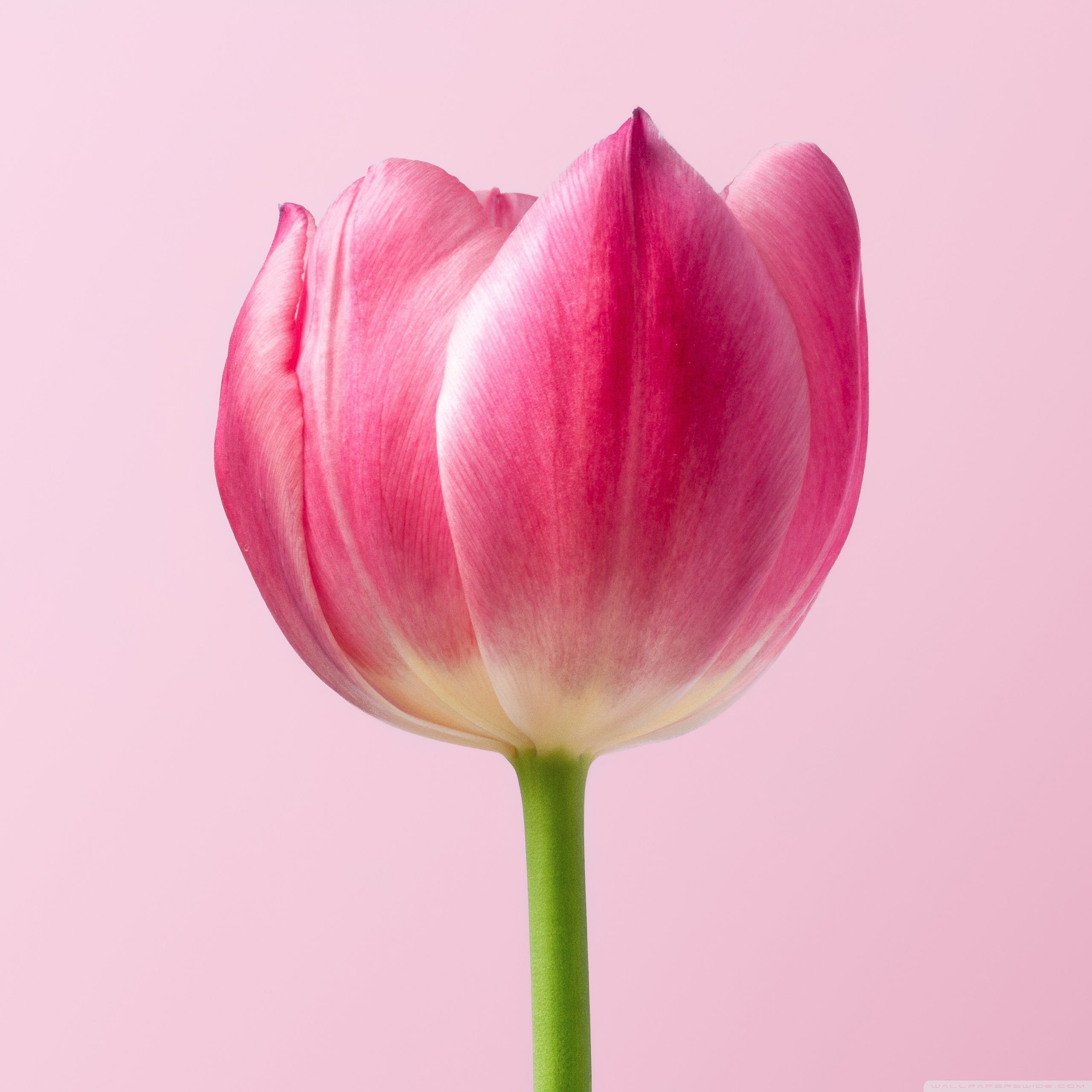 Single Pink Tulip Spring Flower, Pink Background Ultra HD Desktop  Background Wallpaper for 4K UHD TV : Widescreen & UltraWide Desktop &  Laptop : Multi Display, Dual Monitor : Tablet : Smartphone