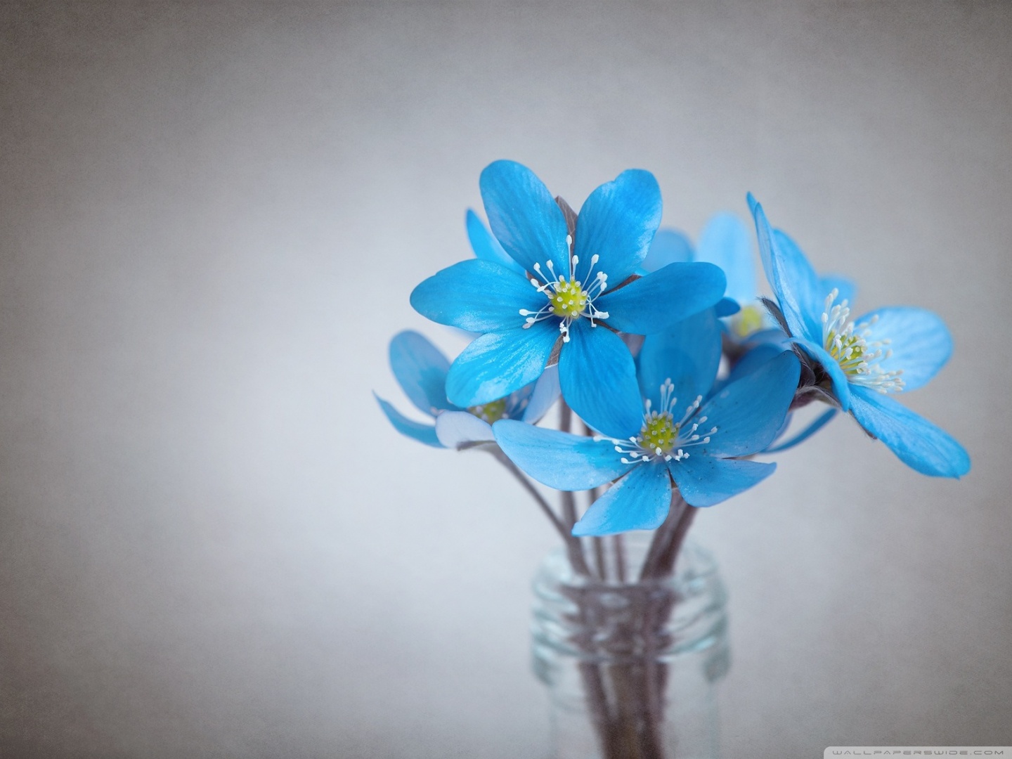 small blue flowers 2 wallpaper
