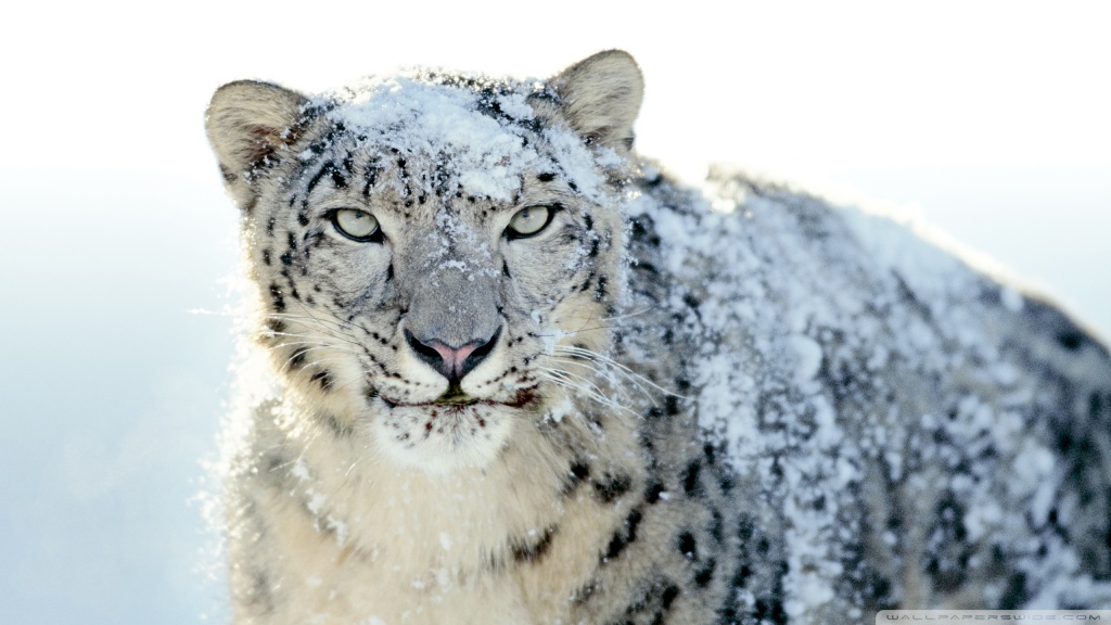 snow leopard wallpaper. Snow Leopard desktop wallpaper