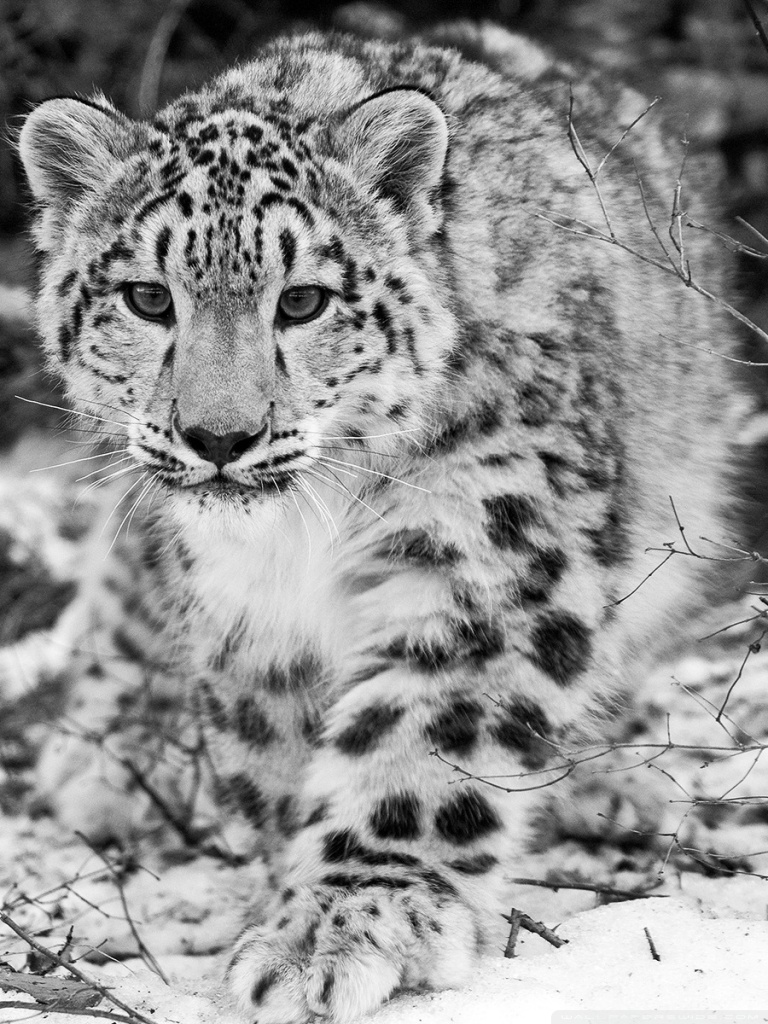Snow Leopard Ultra HD Desktop