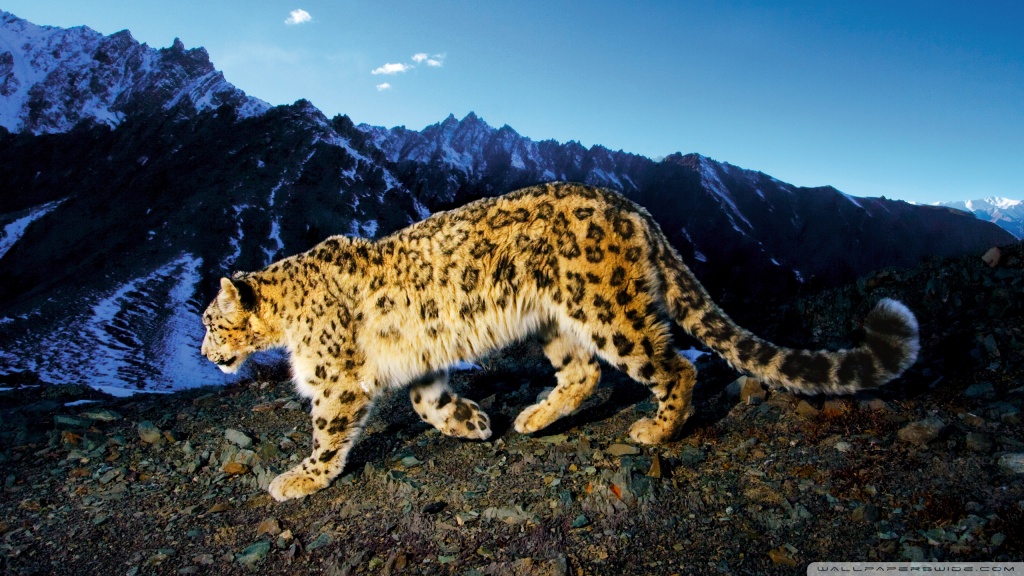 Snow Leopard Prowl desktop wallpaper : Widescreen : High Definition : Mobile
