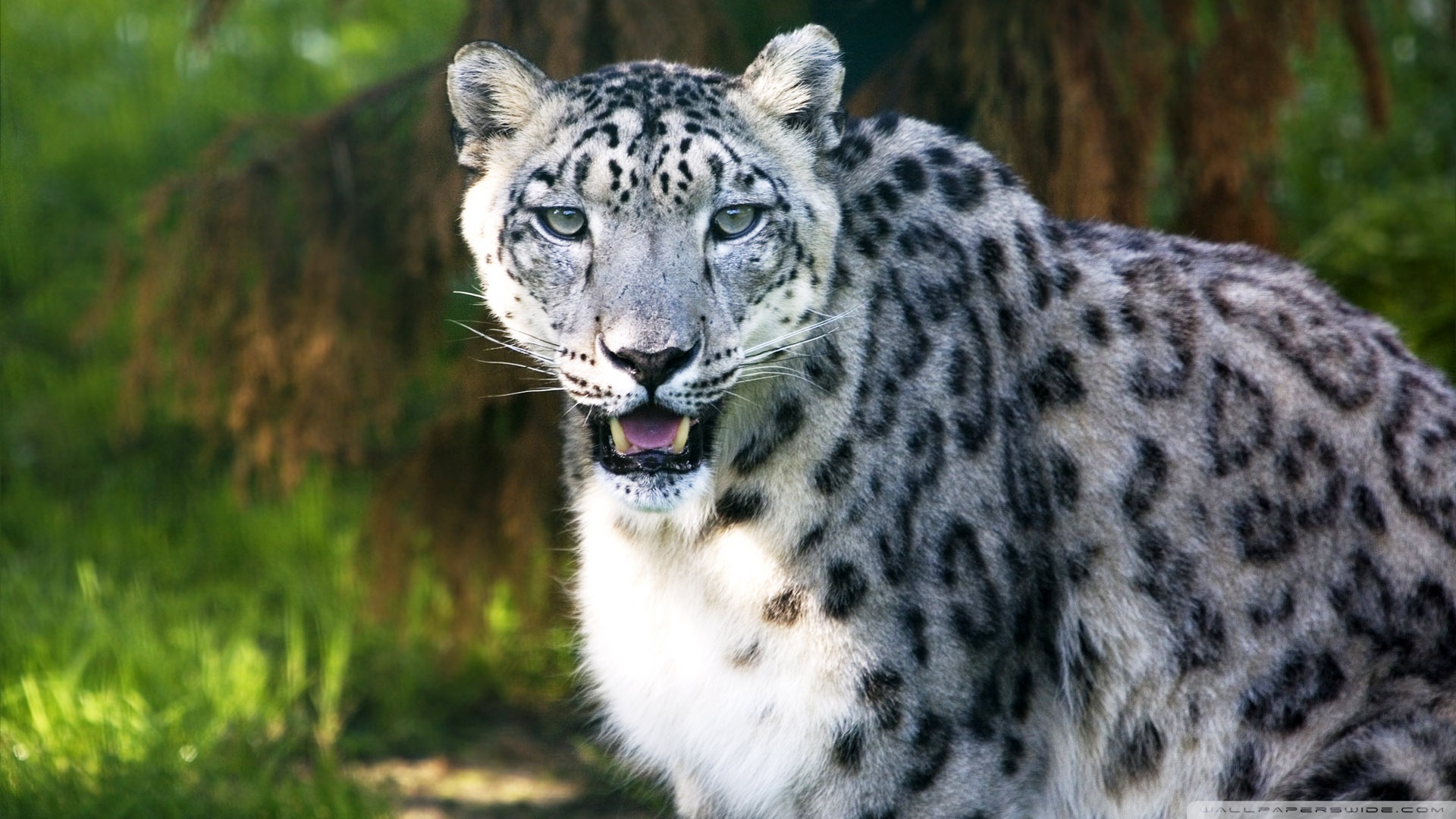 Snow Leopard Wild Animal Ultra Hd Desktop Background