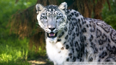 snow leopard wallpaper hd. Wild Animal Wallpaper HD