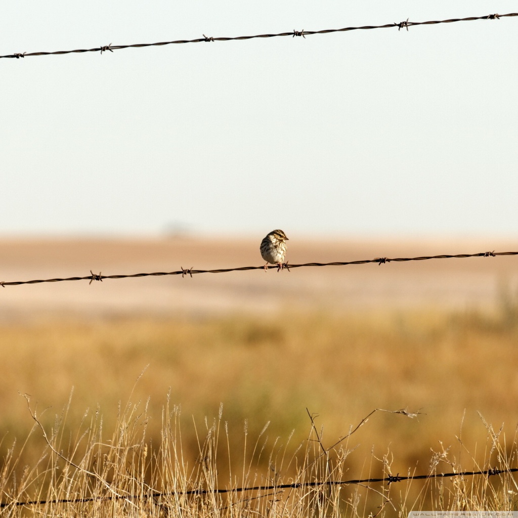 Sparrow On Barbed Wire Fence 4K HD Desktop Wallpaper for ...