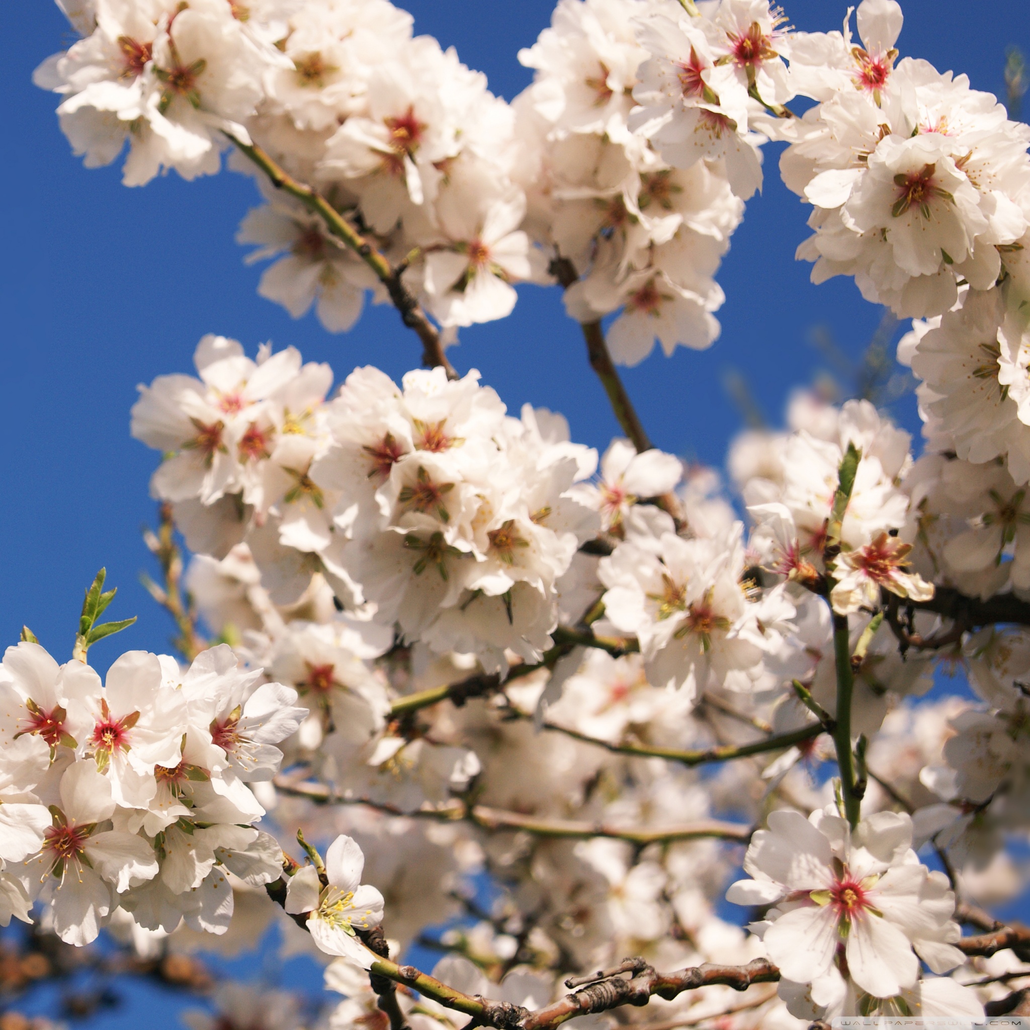 Spring Flower Ultra HD Desktop Background Wallpaper for : Widescreen