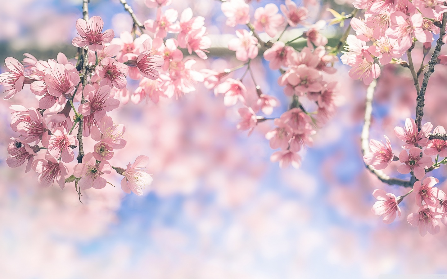 Spring Flowering Trees Ultra HD Desktop Background Wallpaper for ...