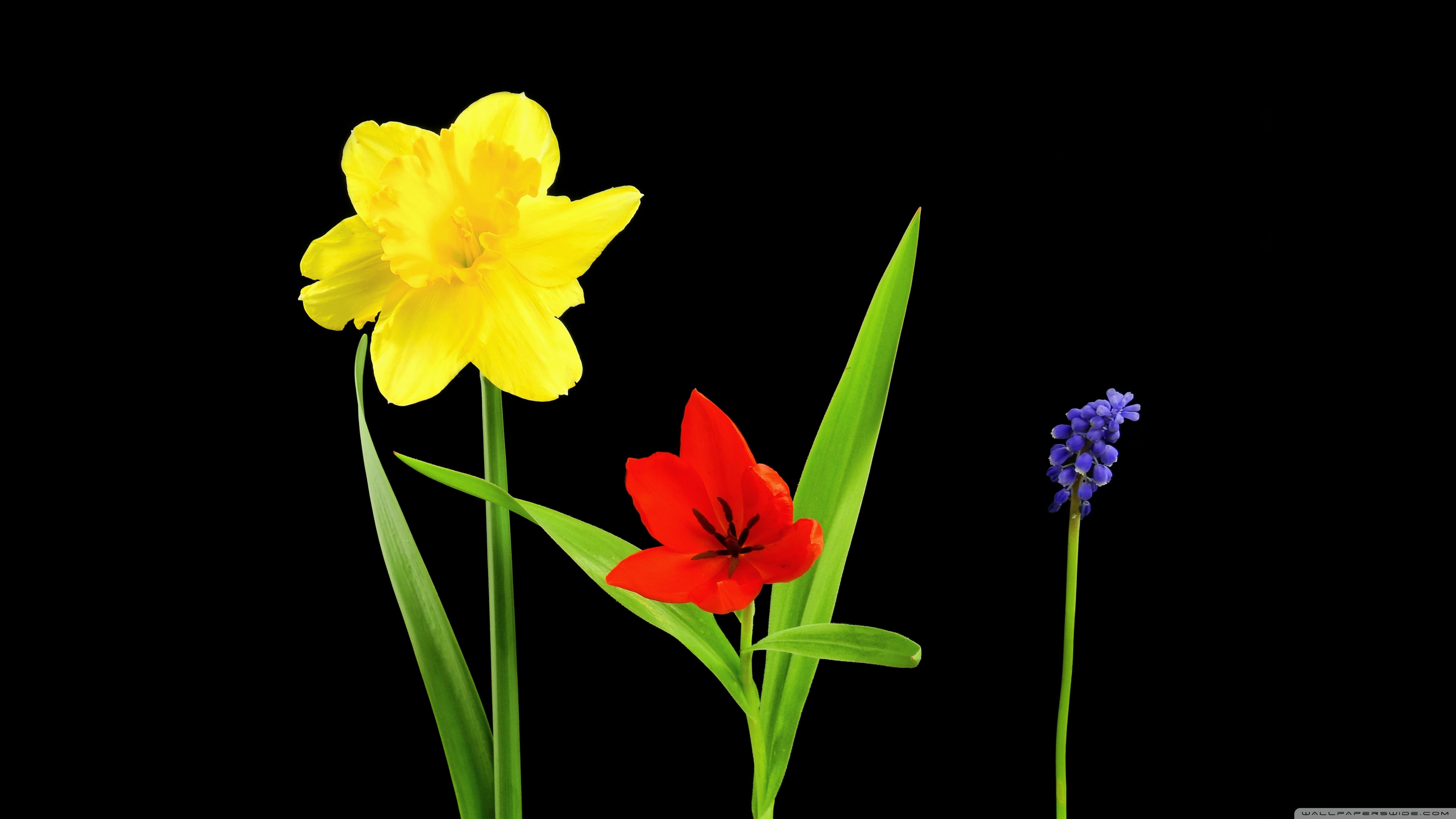 Spring Flowers Daffodil Tulip Muscari Black Background Ultra Hd Desktop Background Wallpaper For 4k Uhd Tv Widescreen Ultrawide Desktop Laptop Multi Display Dual Monitor Tablet Smartphone