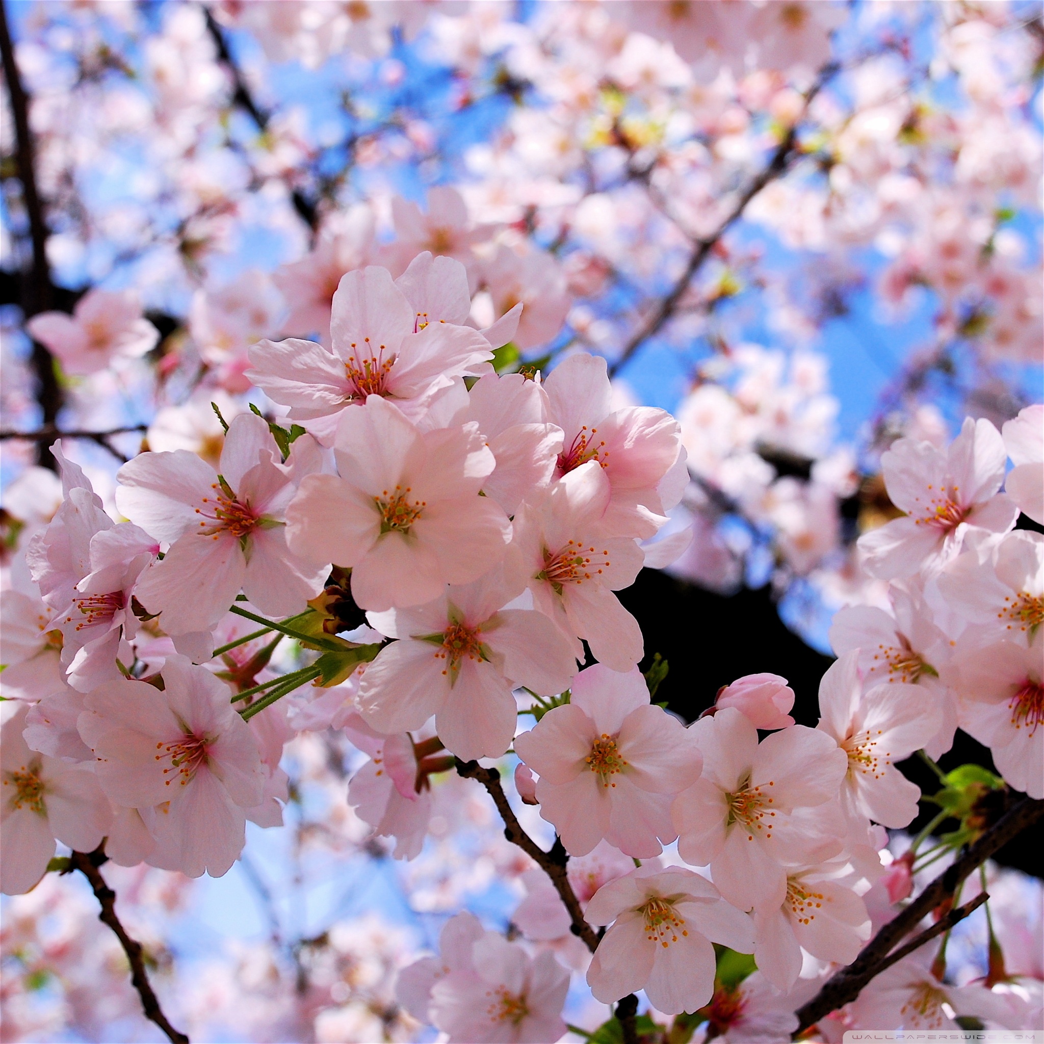 Spring Pink Blossoms Hd Desktop Wallpaper High DefinitionGambar