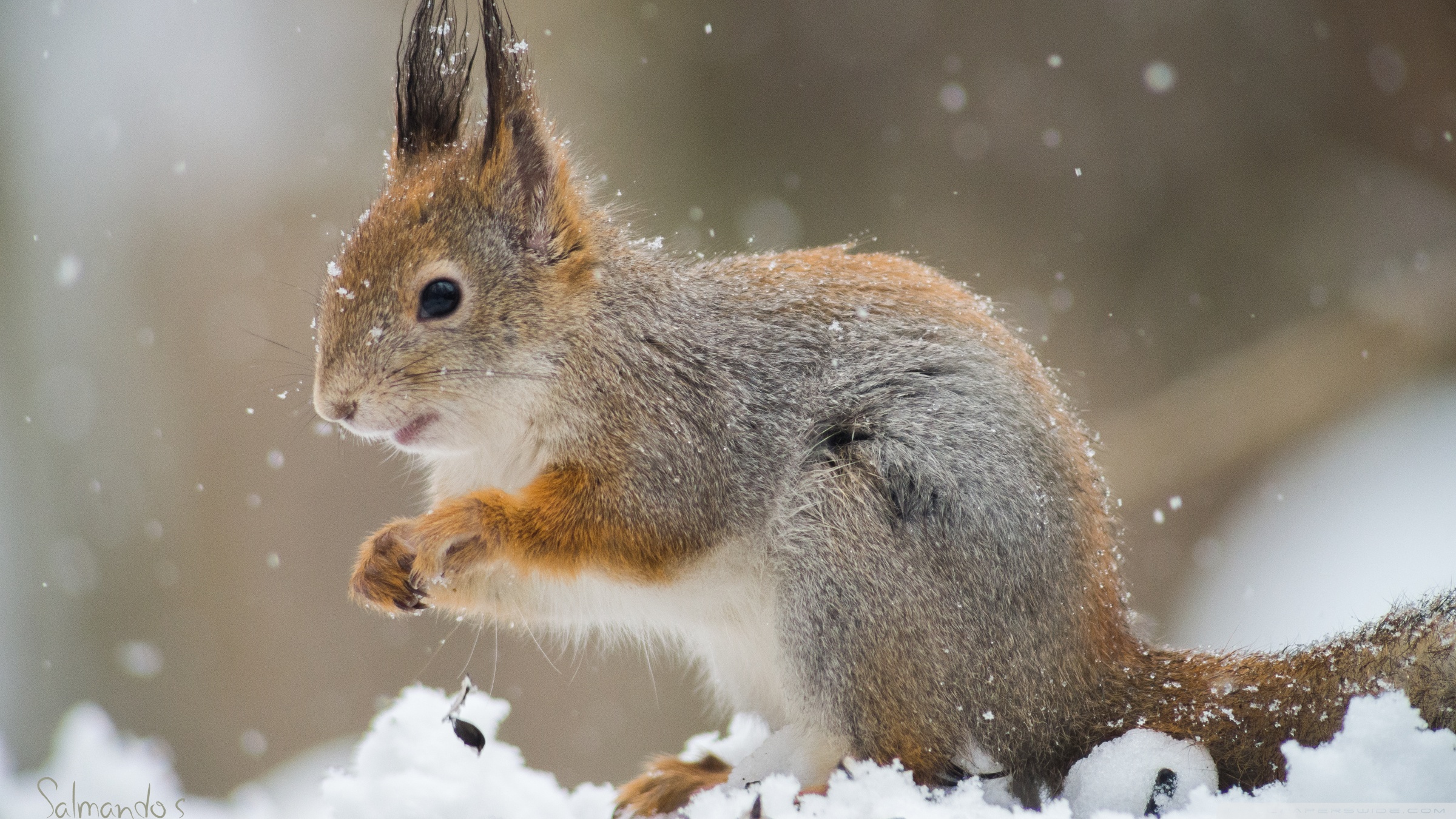 Download 21 cute-winter-wallpaper Cute-Squirrel-Snowfall-Winter-Holidays-4K-HD-Desktop-.jpg