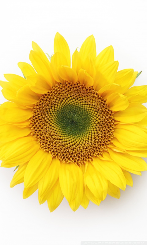sunflower wallpapers. Sunflower desktop wallpaper :