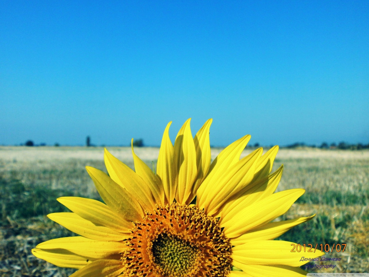 Sunflower Ultra HD Desktop Background Wallpaper for