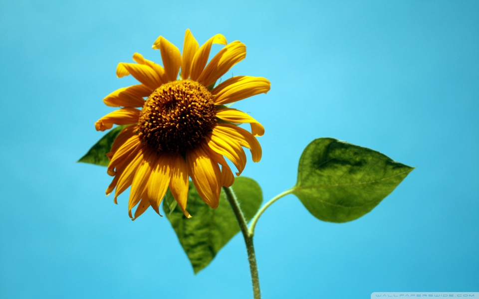 sunflower against a blue sky wallpaper 960x600