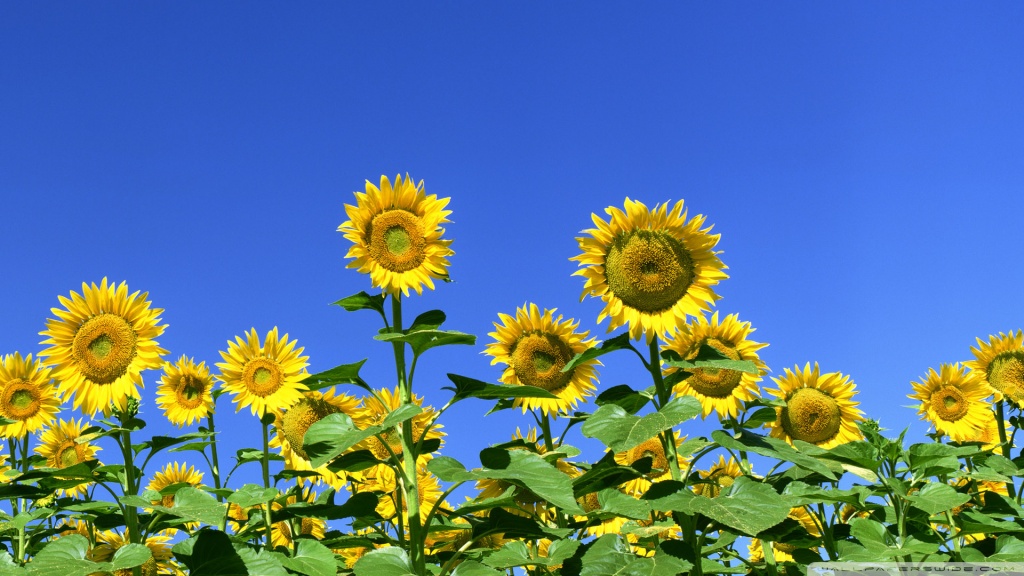 sunflower wallpaper 1024. Sunflower Field desktop wallpaper : Widescreen : High Definition : Mobile 