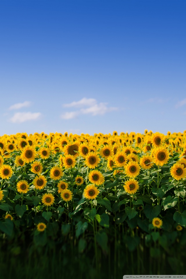 Sunflower Field Aesthetic Ultra Hd Desktop Background Wallpaper