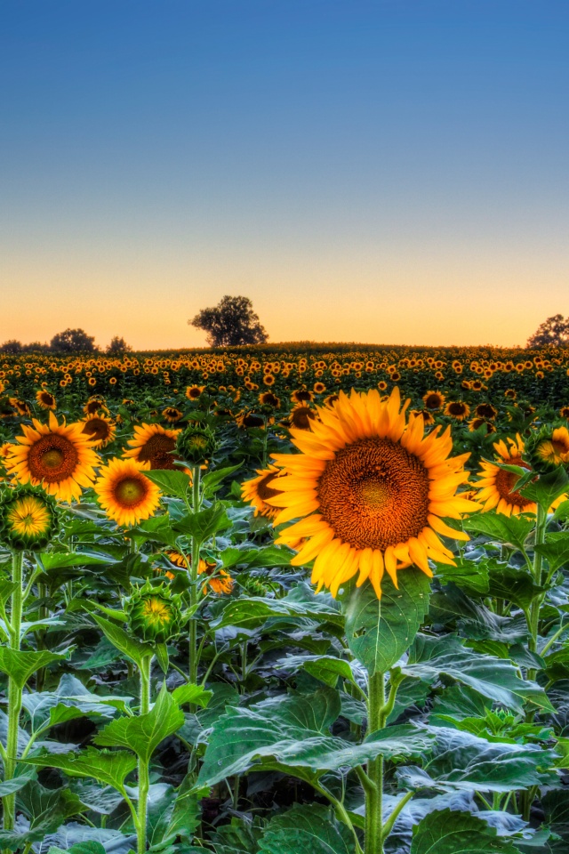 Sunflower Phone Wallpaper Hd - HD Blast