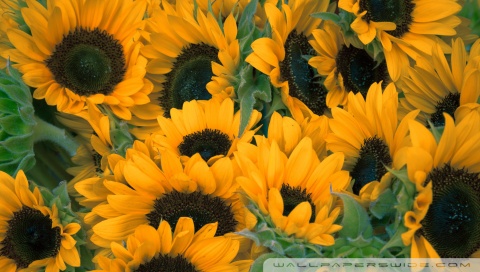 sunflowers wallpaper. Rate this wallpaper