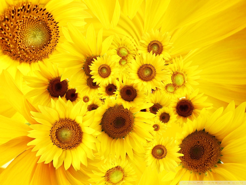 sunflower wallpaper desktop. Sunflowers desktop wallpaper