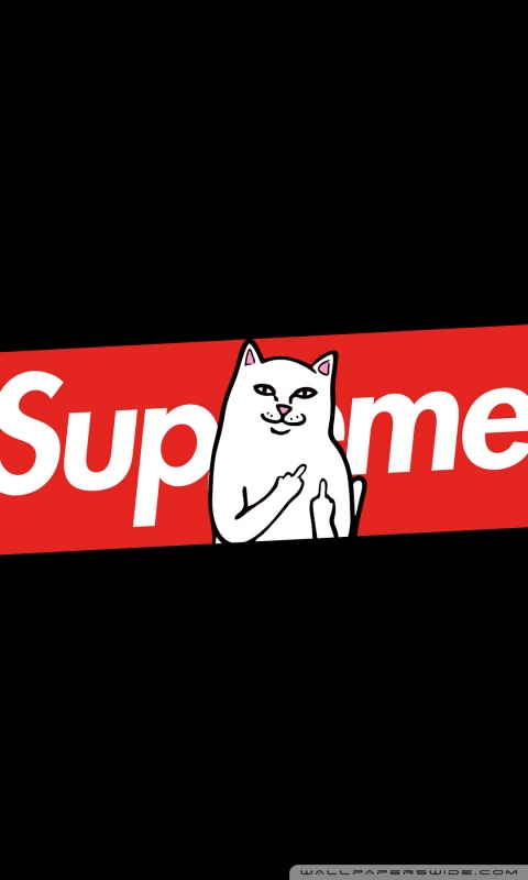 Supreme Cat Ultra Hd Desktop Background Wallpaper For 4k Uhd Tv