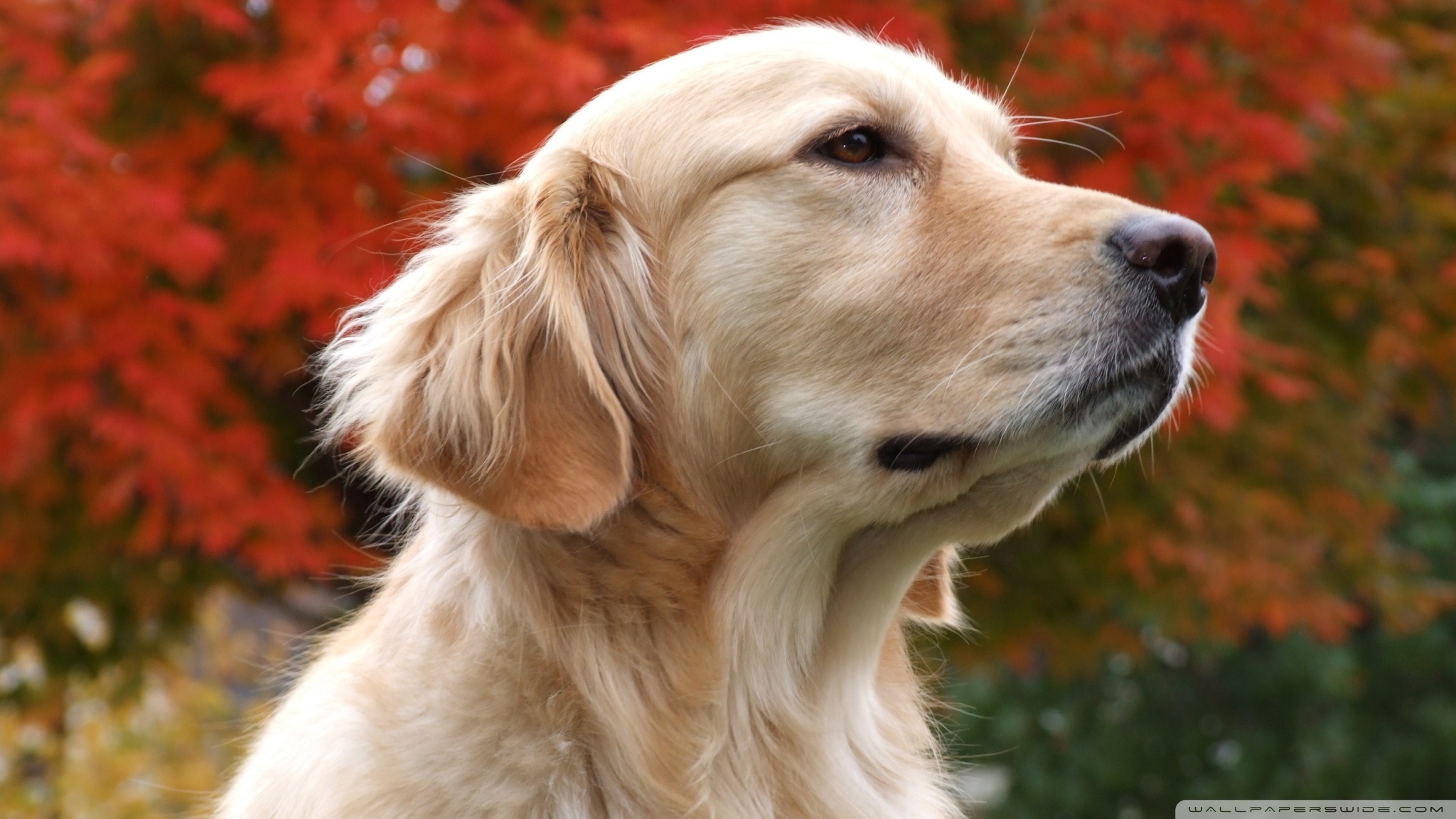 Get adopt a golden retriever puppy in maryland