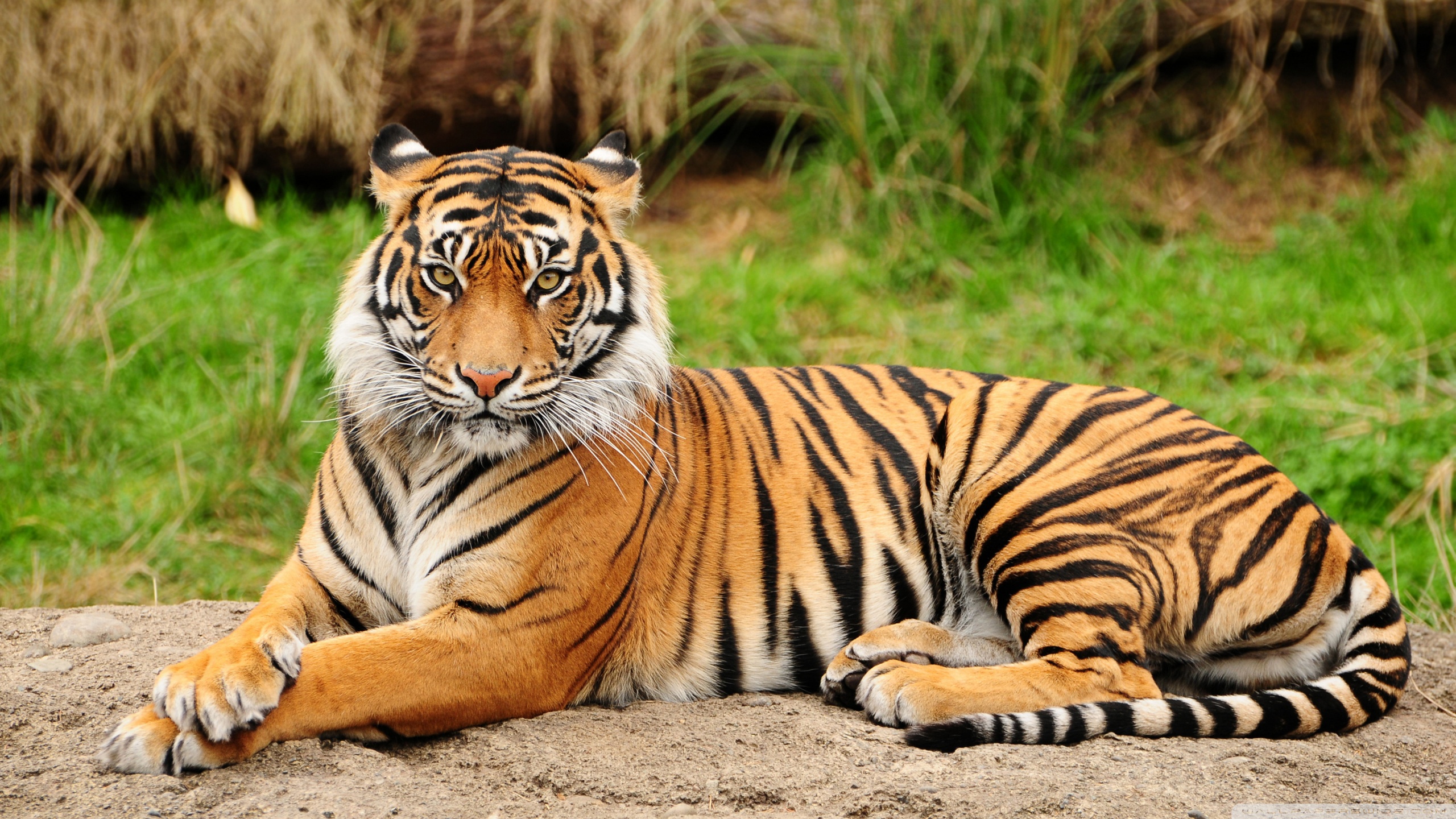 White Tiger Wallpapers And Background Images Stmed Net