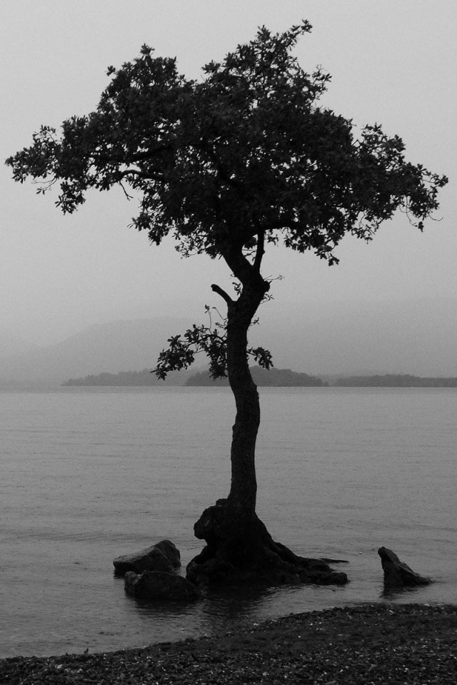 Tree In Water Ultra HD Desktop Background Wallpaper for 4K UHD TV