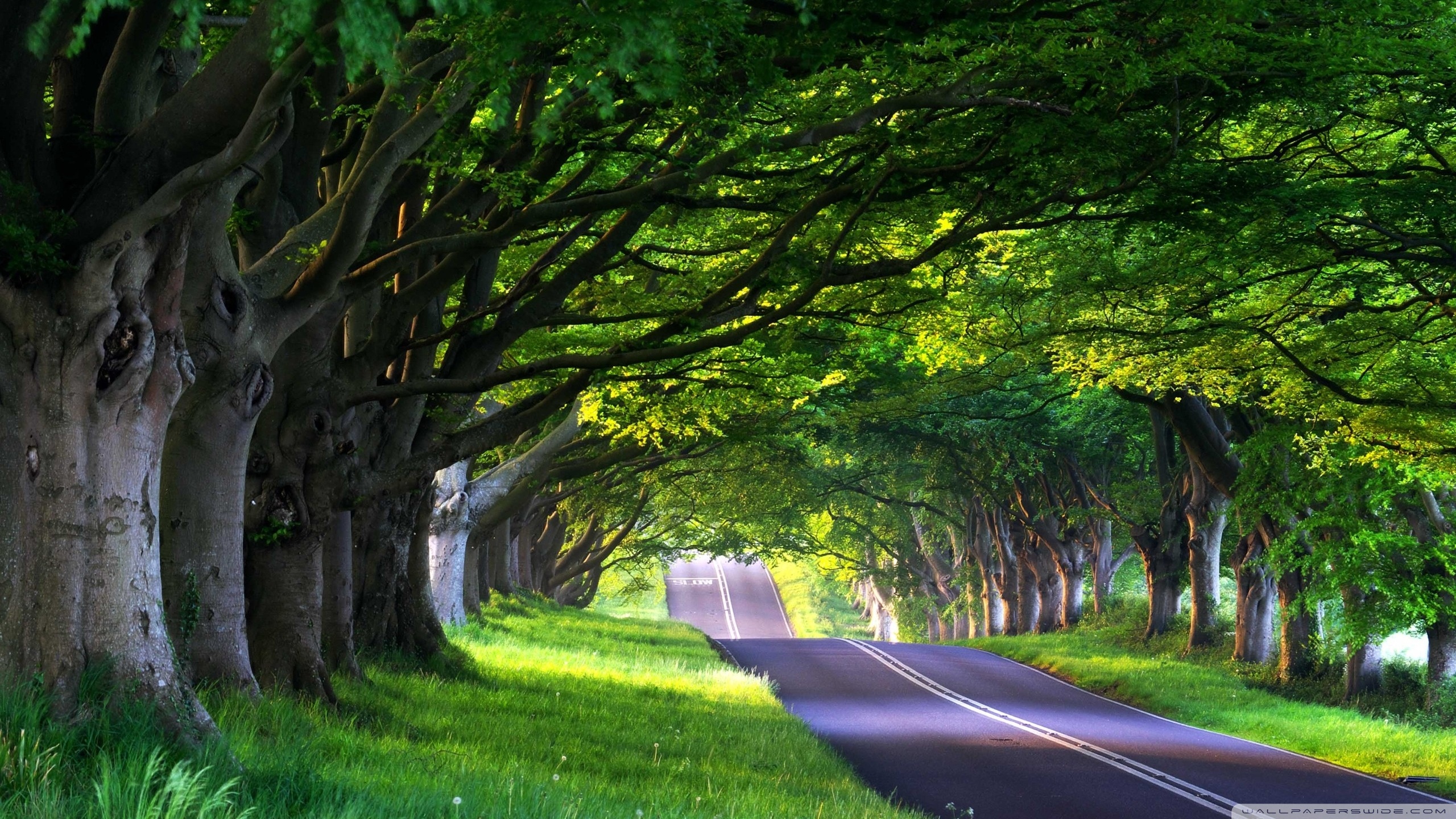 Tree Lined Street ❤ 4K HD Desktop