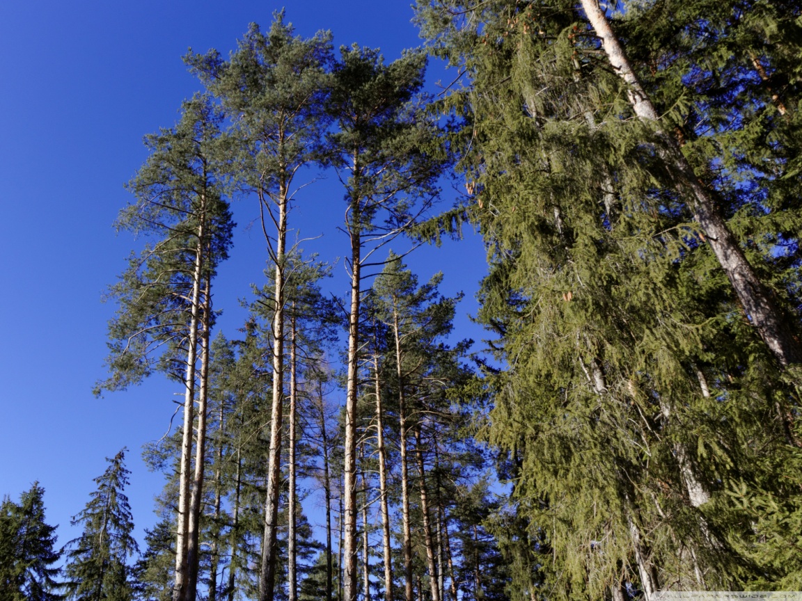 Trees and Blue Sky Ultra HD Desktop Background Wallpaper for 4K UHD TV