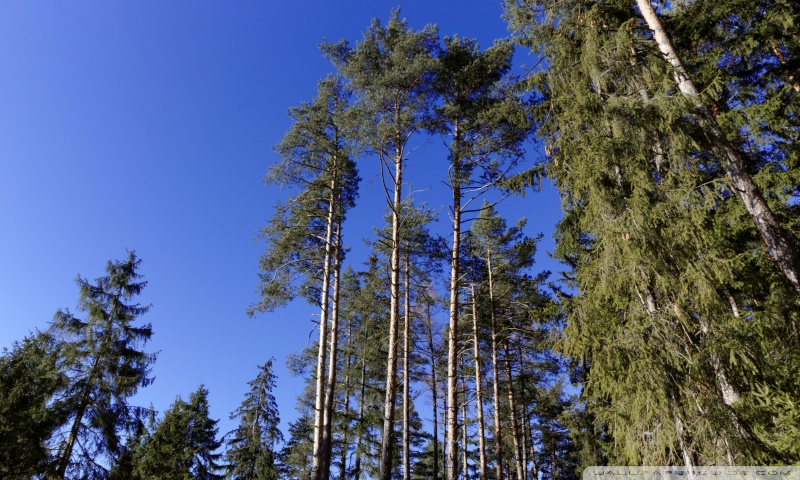 Trees and Blue Sky Ultra HD Desktop Background Wallpaper for 4K UHD TV
