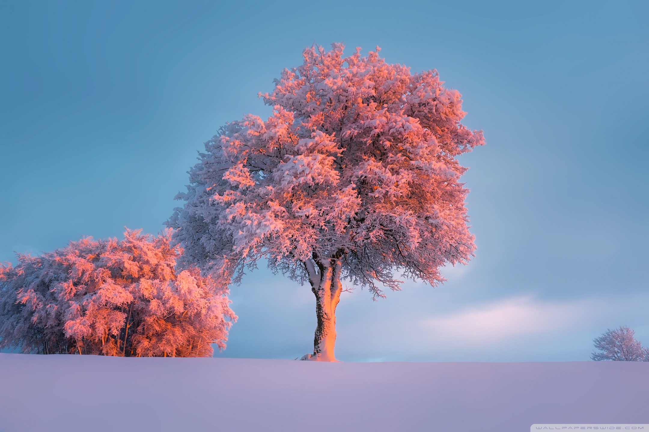 Trees, Winter, Pink Sunset Ultra HD Desktop Background Wallpaper for 4K UHD  TV : Widescreen & UltraWide Desktop & Laptop : Tablet : Smartphone