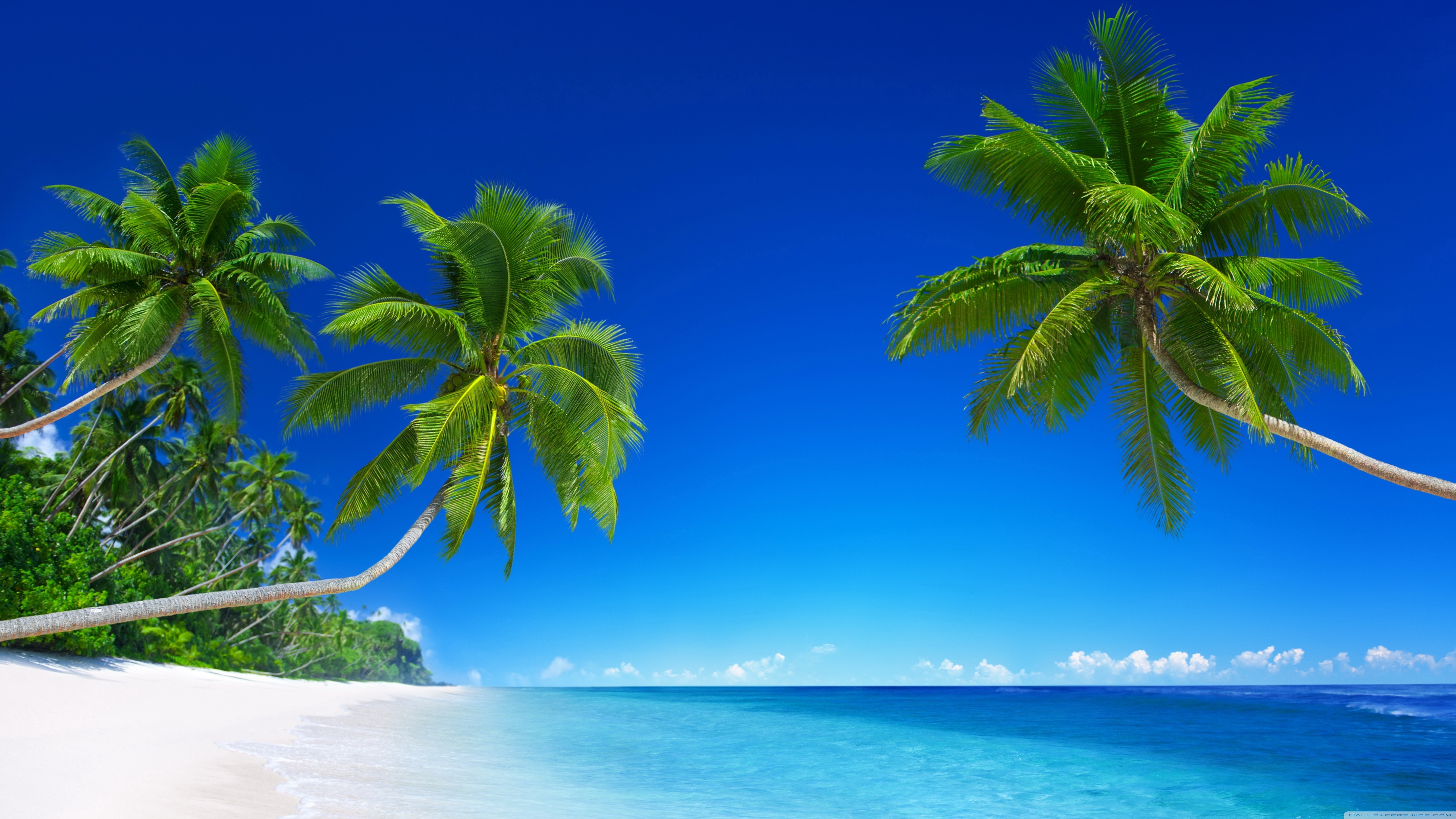 Tropical Beach Paradise 5k Ultra Hd Desktop Background Wallpaper For 4k Uhd Tv Tablet Smartphone