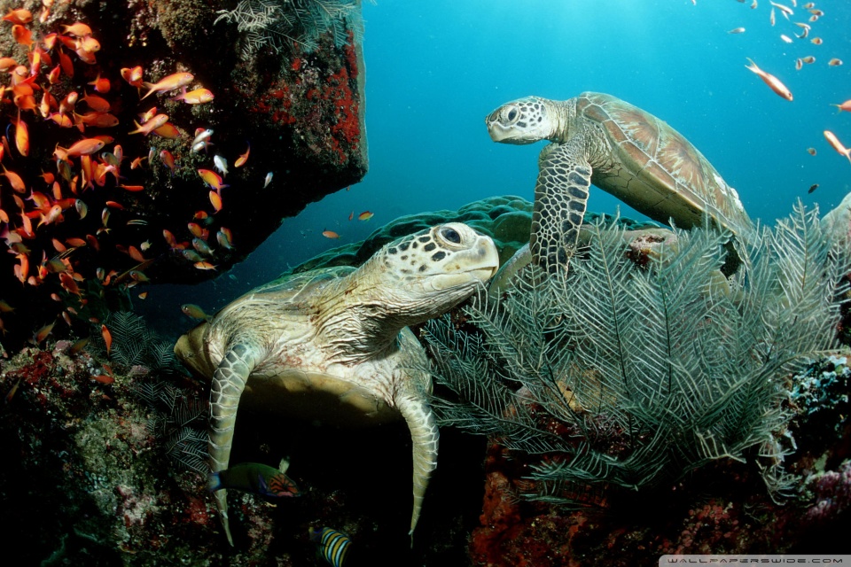 wallpaper sea turtle. Rate this wallpaper