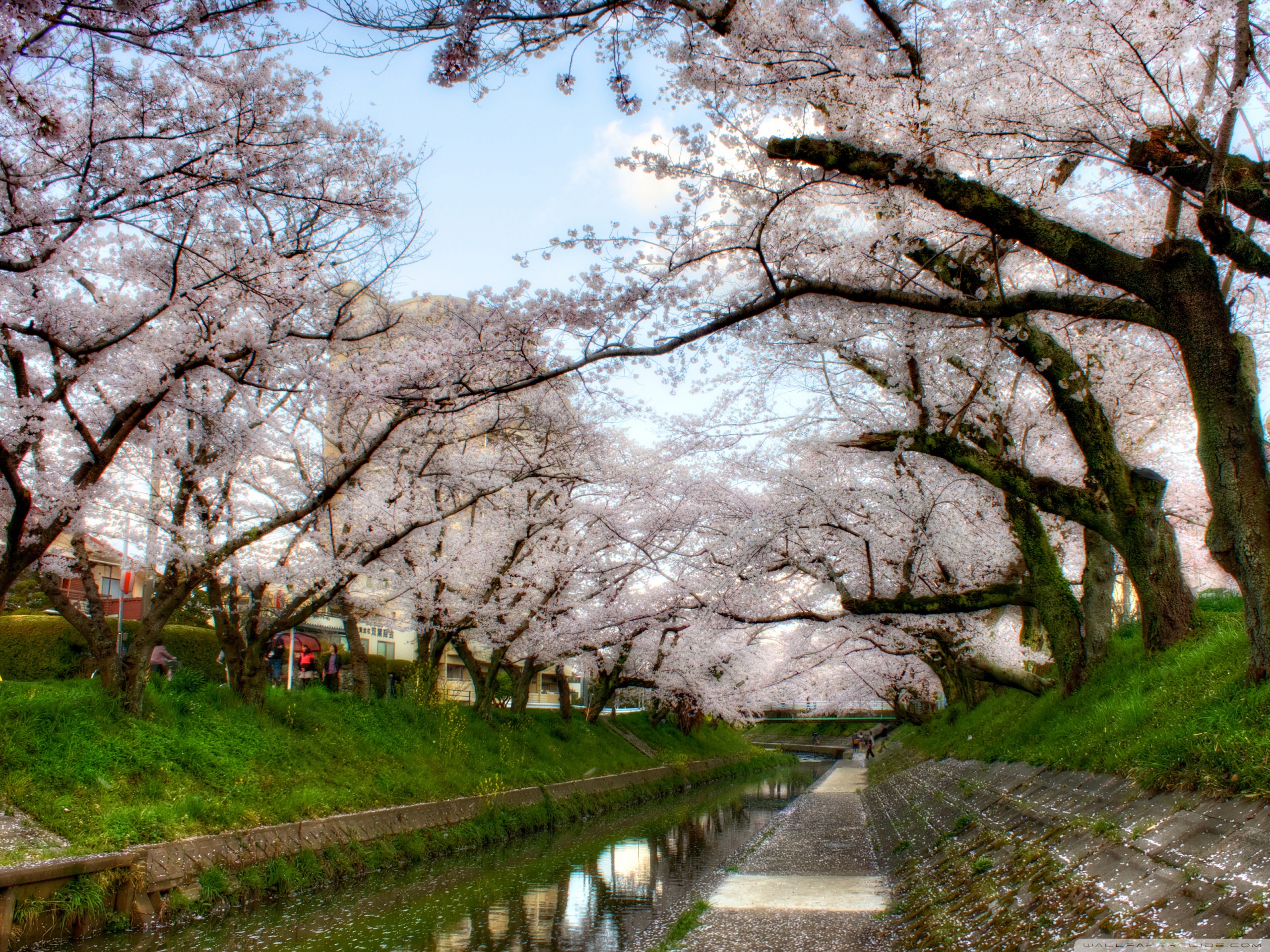 Under Sakura Trees 4K HD Desktop Wallpaper For 4K Ultra HD TV