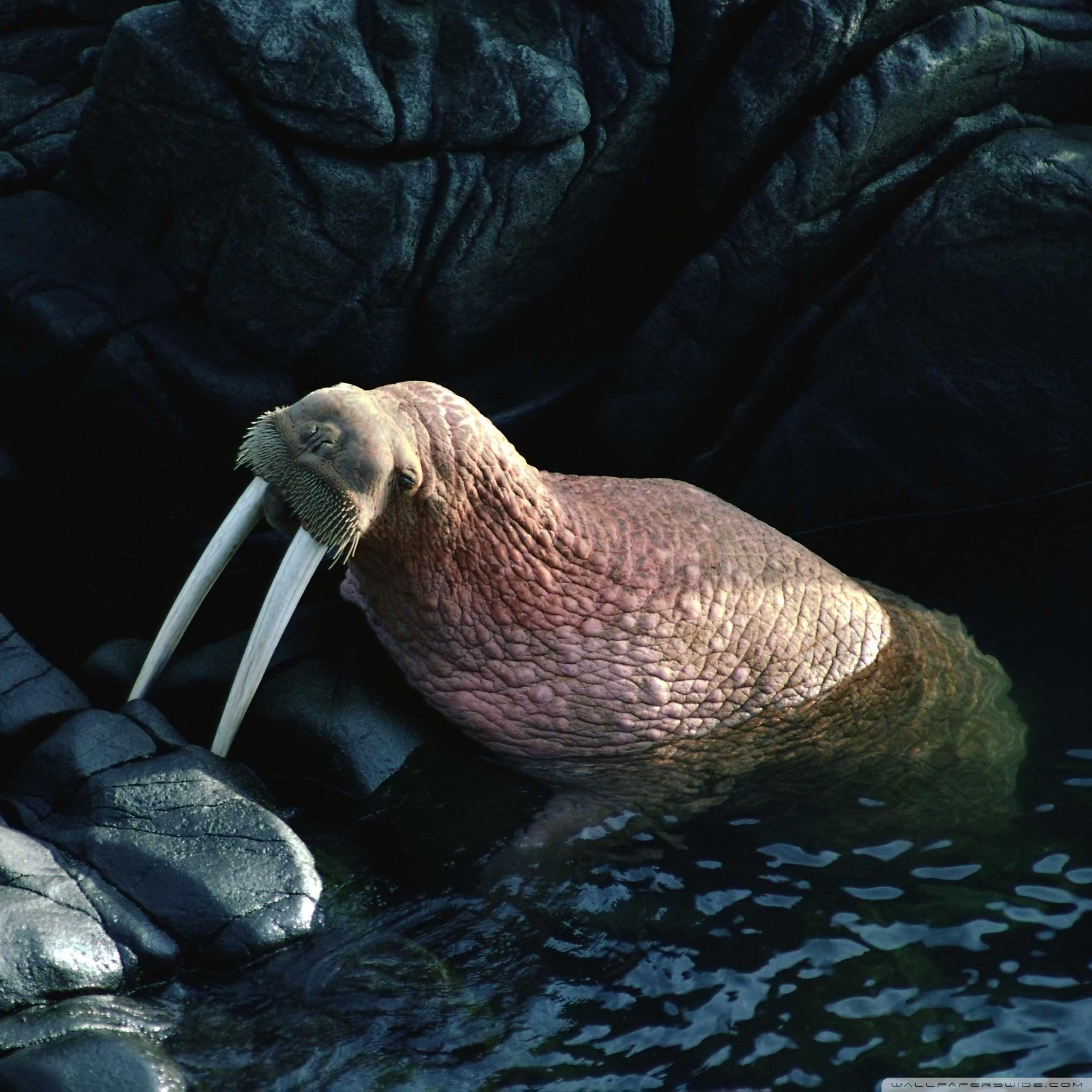 Walrus Ultra HD Desktop Background Wallpaper for 4K UHD TV : Multi