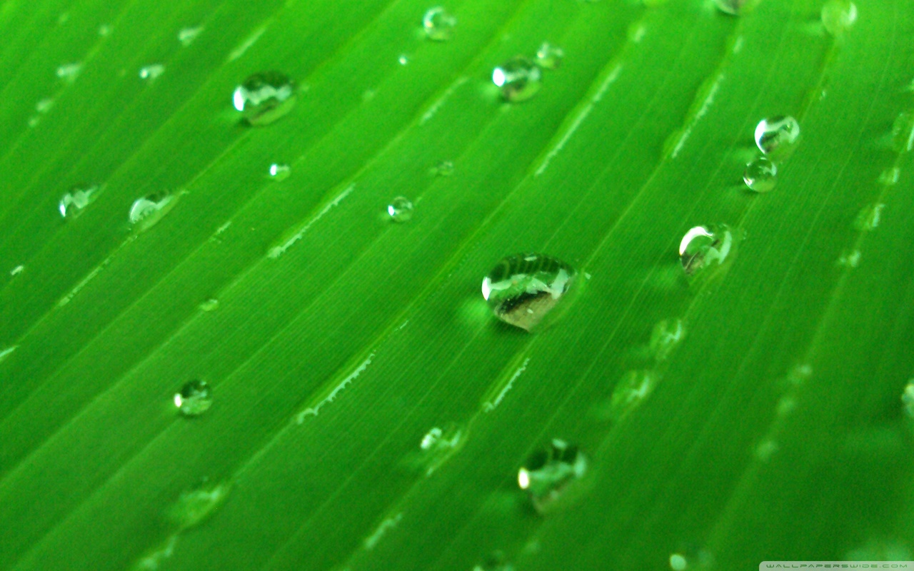 Water Drops On Green Ultra HD Desktop Background Wallpaper for 4K UHD