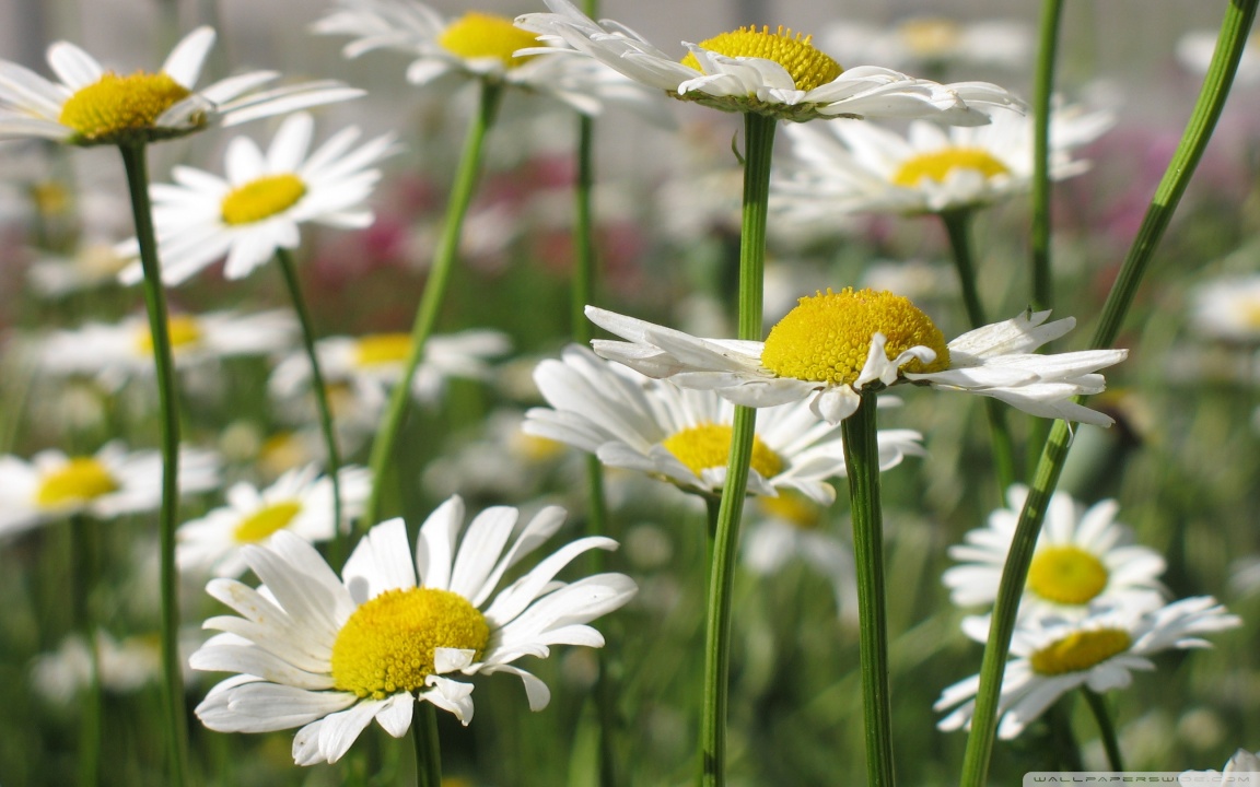 Meaning+of+white+daisies+flowers