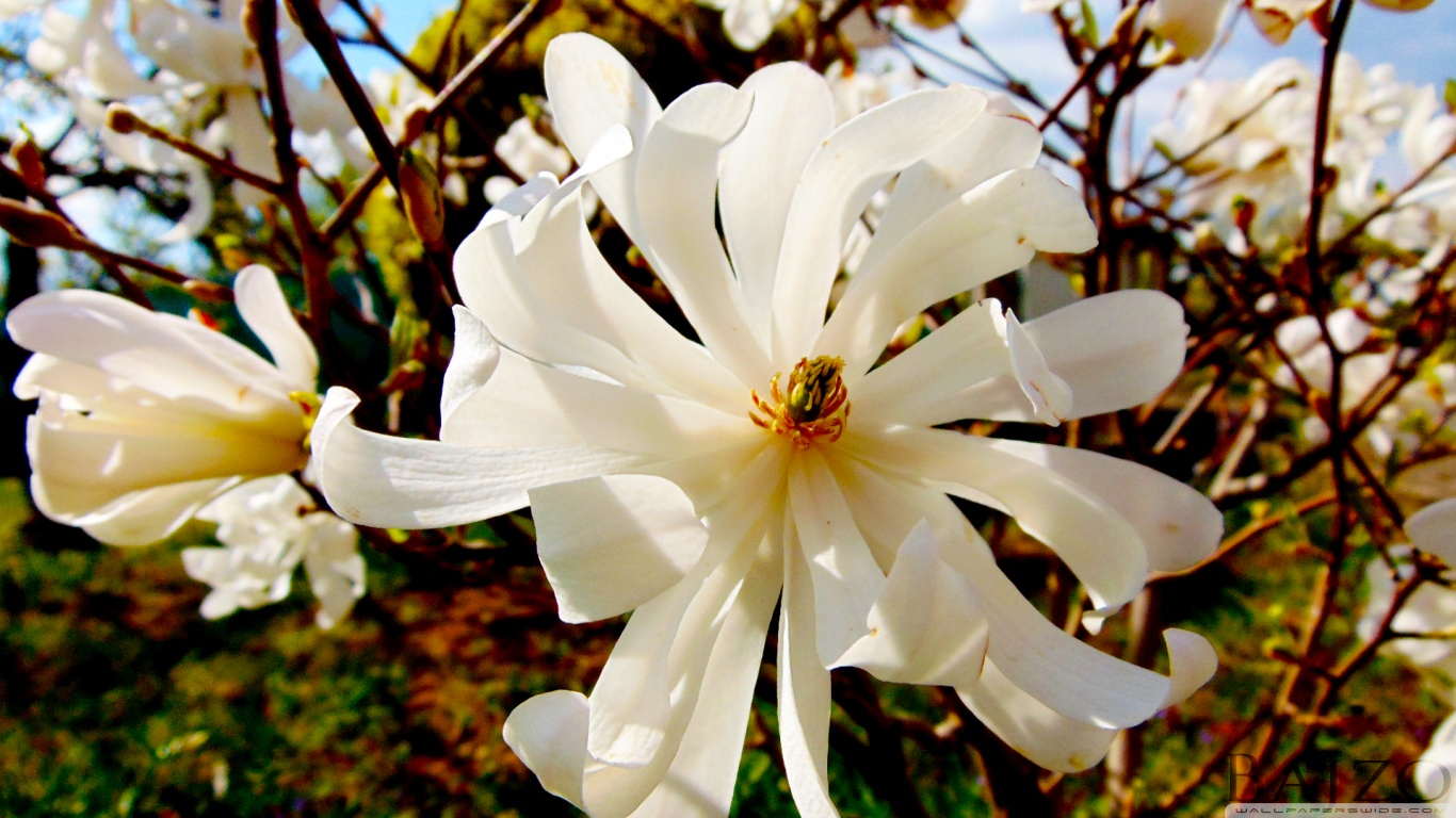 White Flower Ultra HD Desktop Background Wallpaper for 4K UHD TV