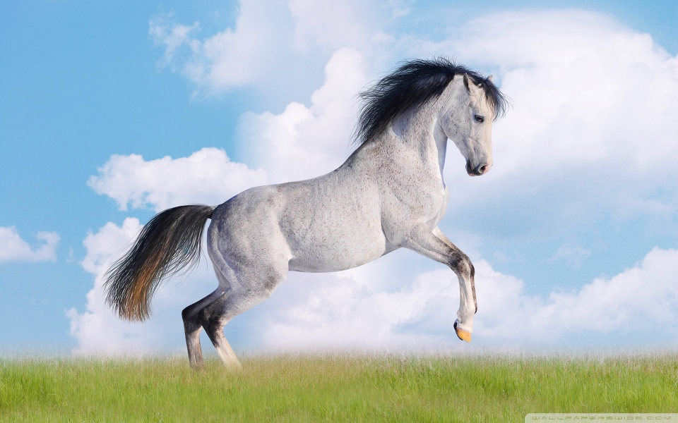 horse desktop wallpaper. White Horse desktop wallpaper