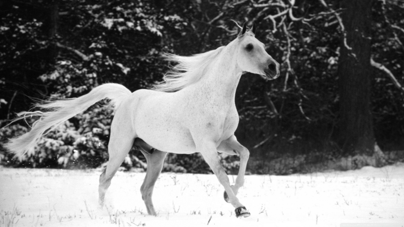 White Horse Running In Snow Ultra HD Desktop Background Wallpaper for 4K  UHD TV : Tablet : Smartphone