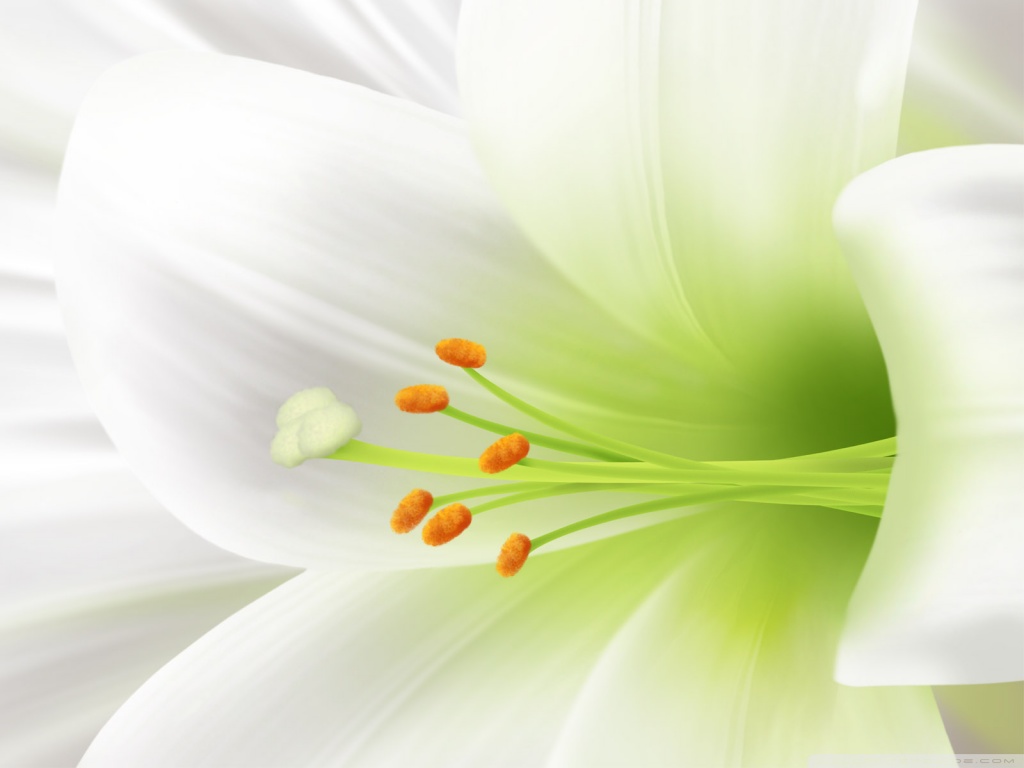 White Lily Guards Our Beauty