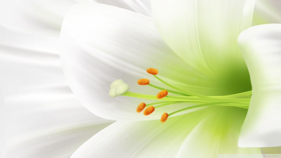 White Lily, Easter Flower Ultra HD Desktop Background Wallpaper for 4K UHD  TV : Widescreen & UltraWide Desktop & Laptop : Tablet : Smartphone