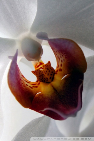 orchid wallpaper. White Orchid desktop wallpaper