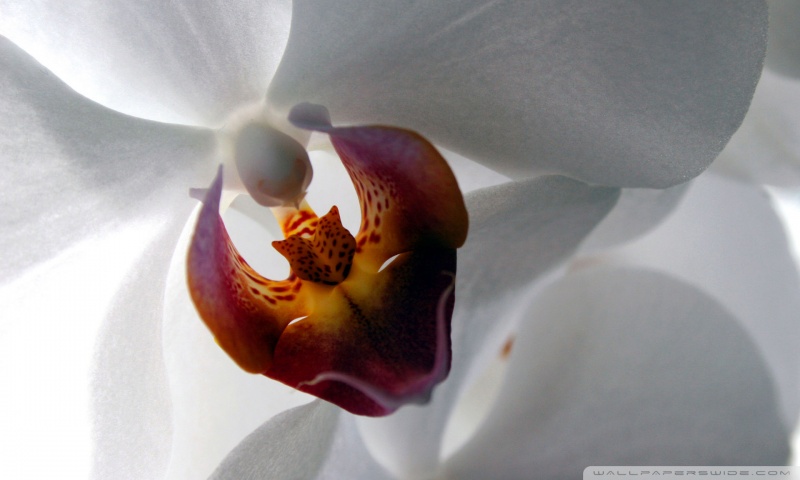 orchid wallpaper. White Orchid desktop wallpaper