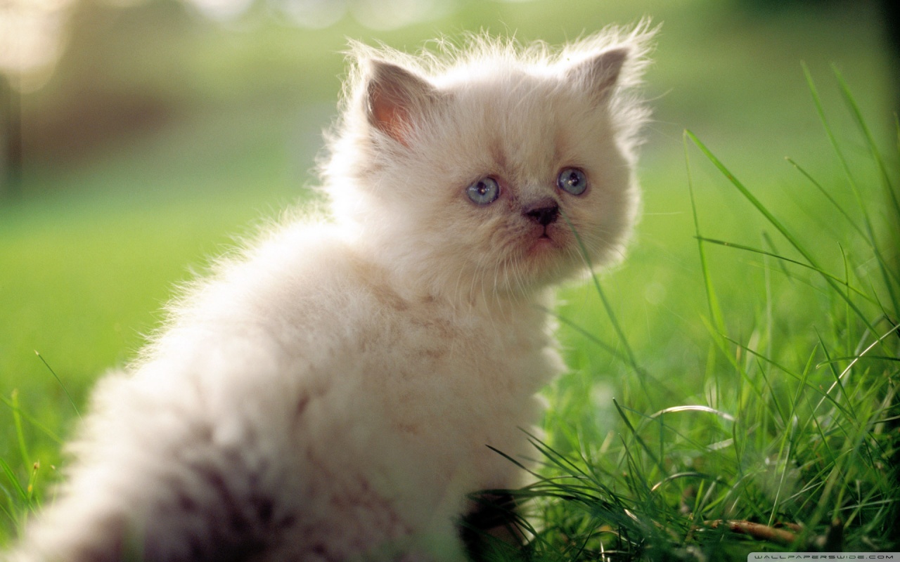 white persian kitten with blue eyes wallpaper 1280x800
