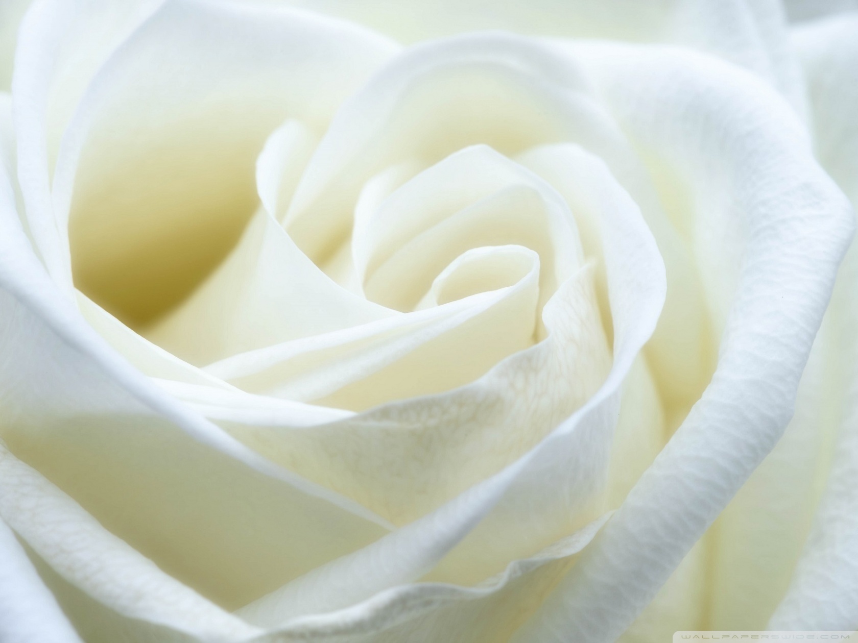 Featured image of post White Roses Wallpaper For Phone This magical white rose image and inspiring hd pictures will make you happy