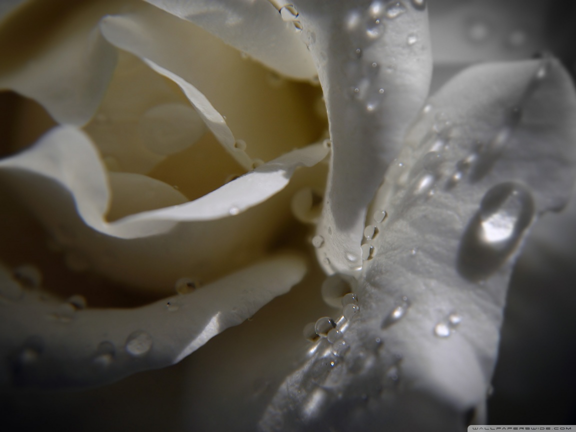 White Rose With Water Drops